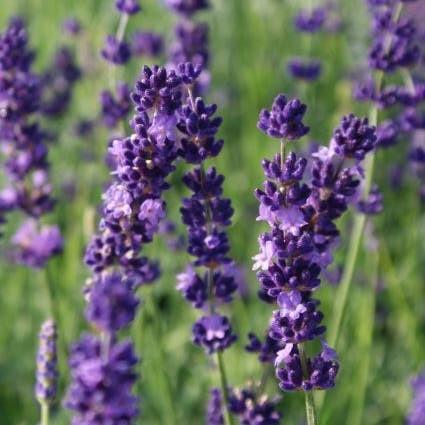 Lavande contre l'anxiété